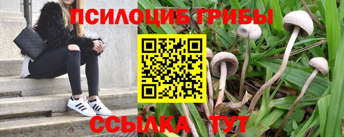 Пугачёв  Галлюциногенные грибы Psilocybine cubensis  Вход с VPN 