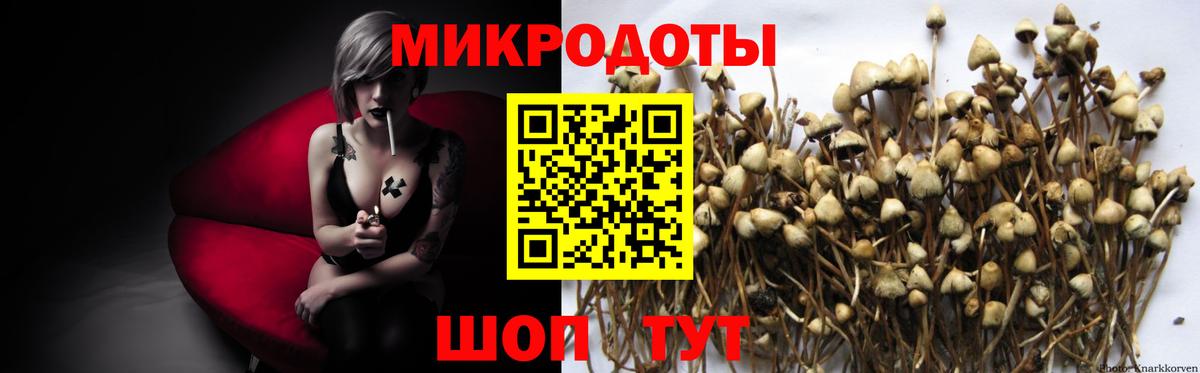 Псилоцибиновые грибы Psilocybe Пугачёв